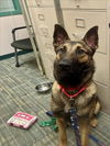 adoptable Dog in fremont, CA named LEON