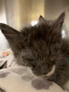 adoptable Cat in fremont, CA named A194767