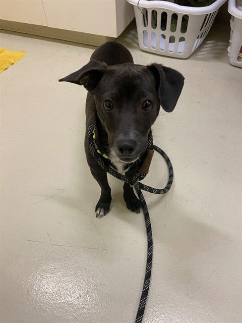 adoptable Dog in Fremont, CA named *RIDER*