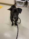 adoptable Dog in fremont, CA named *RIDER*