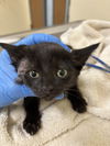 adoptable Cat in fremont, CA named *TURMERIC