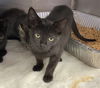 adoptable Cat in Fremont, CA named *TURMERIC