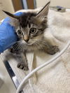 adoptable Cat in fremont, CA named *ROSEMARY