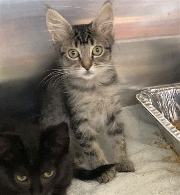adoptable Cat in Fremont, CA named *ROSEMARY
