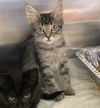 adoptable Cat in Fremont, CA named *ROSEMARY