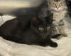 adoptable Cat in Fremont, CA named *BASIL