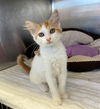 adoptable Cat in Fremont, CA named *CLOVE