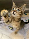 adoptable Cat in fremont, CA named *GINGER