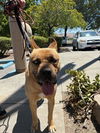 adoptable Dog in fremont, CA named *TIMBER