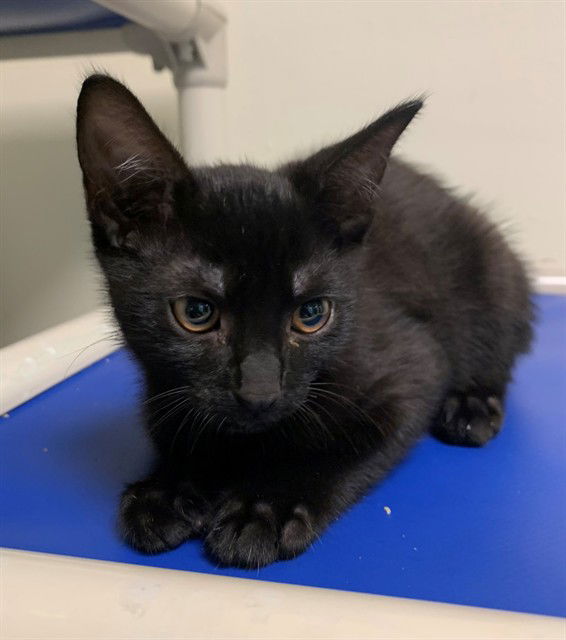 adoptable Cat in Fremont, CA named *MUDDY BUDDY