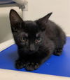 adoptable Cat in fremont, CA named *MUDDY BUDDY