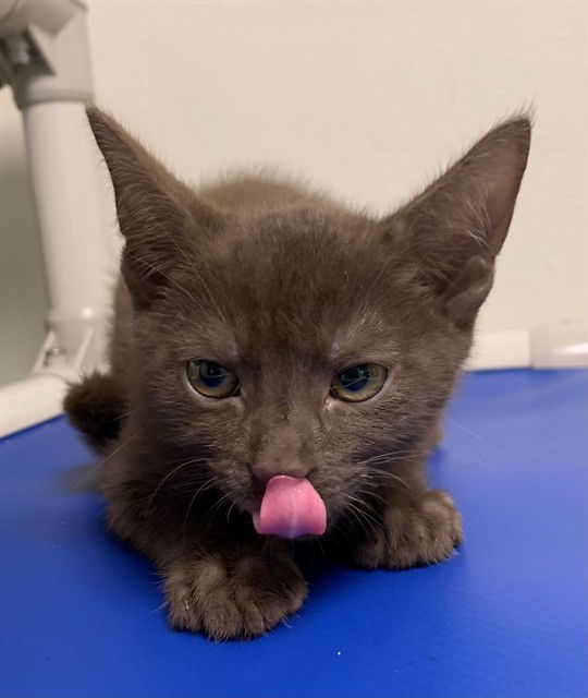 adoptable Cat in Fremont, CA named *TEDDY GRAHAM