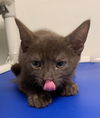 adoptable Cat in fremont, CA named *TEDDY GRAHAM