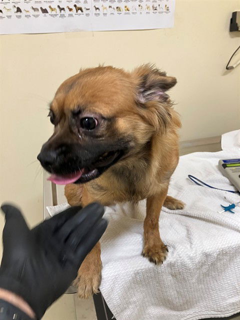 adoptable Dog in Fremont, CA named *PIXEL