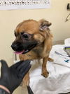 adoptable Dog in fremont, CA named *PIXEL