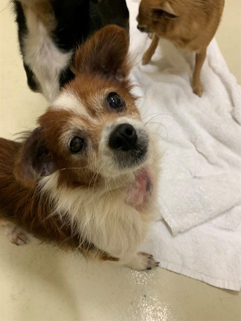 adoptable Dog in Fremont, CA named *PARSLEY