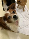 adoptable Dog in fremont, CA named *PARSLEY