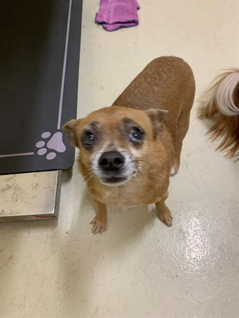 adoptable Dog in Fremont, CA named *SAGE