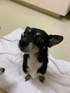 adoptable Dog in fremont, CA named *THYME