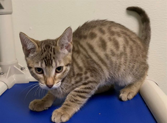 adoptable Cat in Fremont, CA named *STICKY TOFFEE PUDDING