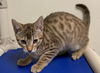 adoptable Cat in fremont, CA named *STICKY TOFFEE PUDDING