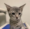 adoptable Cat in fremont, CA named *ZEBRA CAKE