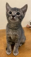adoptable Cat in fremont, CA named *POPTART