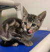 adoptable Cat in fremont, CA named *MOONPIE