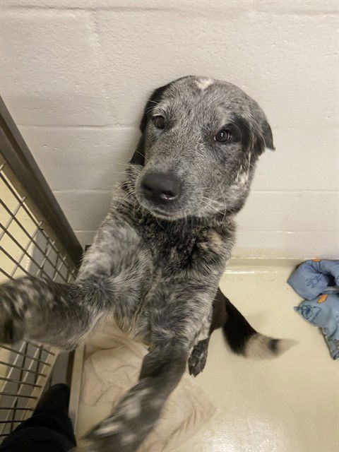 adoptable Dog in Fremont, CA named A195334