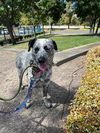 adoptable Dog in  named *ETHEL