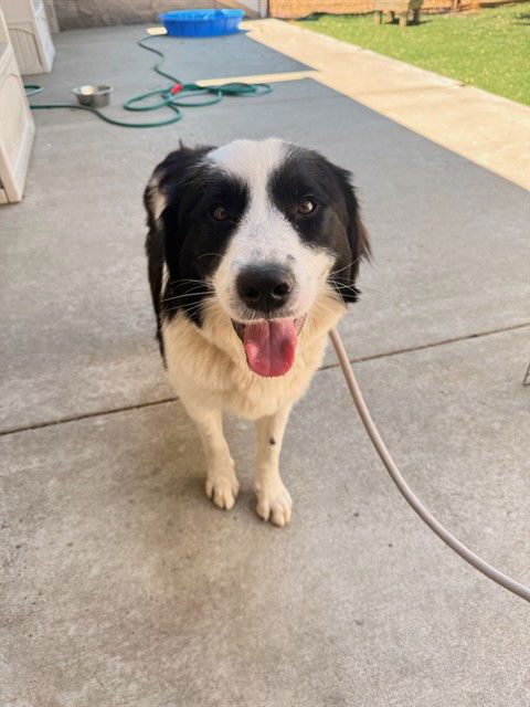 adoptable Dog in Fremont, CA named A195335