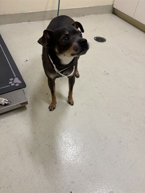 adoptable Dog in Fremont, CA named SLEEPY BOOTY