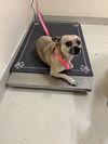 adoptable Dog in fremont, CA named ACE