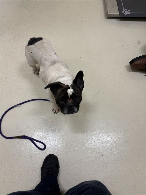 adoptable Dog in Fremont, CA named A195323