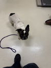 adoptable Dog in  named A195323