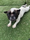 adoptable Dog in  named *WINTER