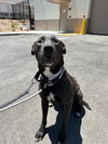 adoptable Dog in  named *JUPITER