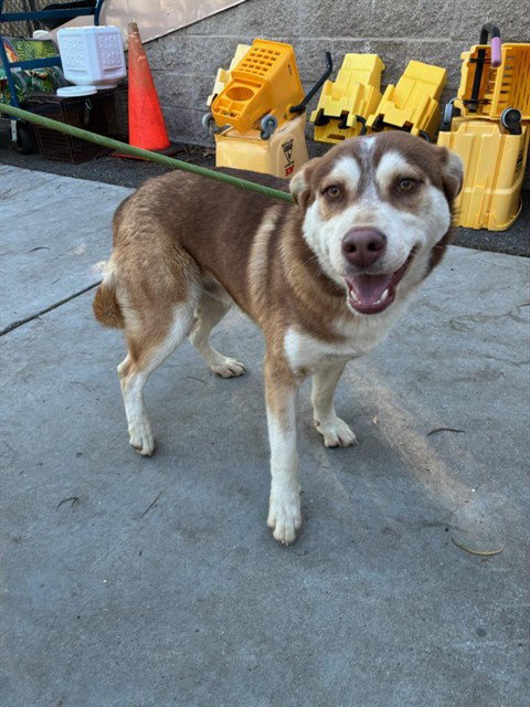picture of the dog needing adoption