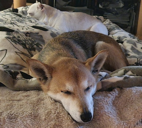 NIKKI, an adoptable Shiba Inu in Fremont, CA