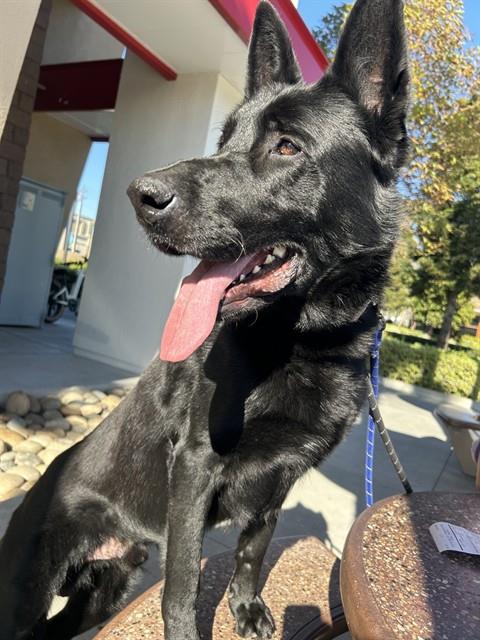 German Shepherd