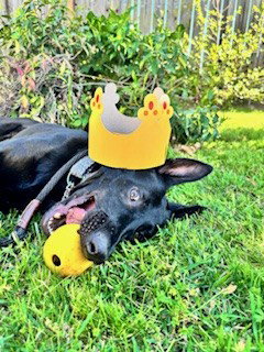 *KONA, an adoptable Belgian Shepherd Malinois in Fremont, CA