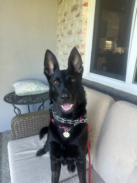 *KONA, an adoptable Belgian Shepherd Malinois in Fremont, CA