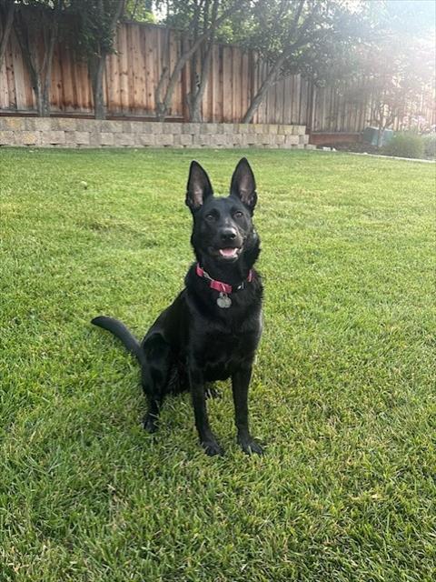 *KONA, an adoptable Belgian Shepherd Malinois in Fremont, CA