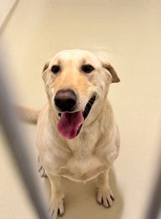 TACO, an adoptable Labrador Retriever in Fremont, CA