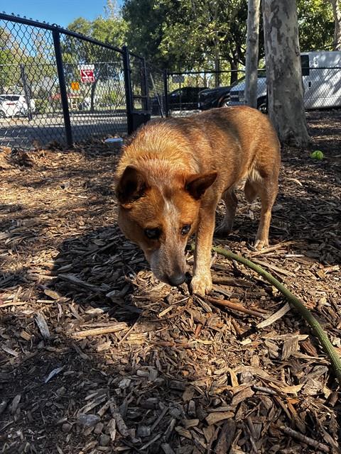 CHICHI, an adoptable Queensland Heeler in Fremont, CA