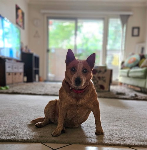 CHICHI, an adoptable Queensland Heeler in Fremont, CA