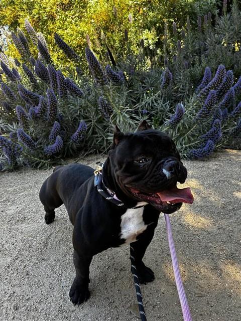 ESTELLA, an adoptable Staffordshire Bull Terrier in Fremont, CA