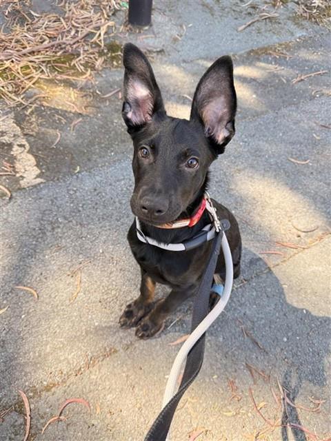 MAX, an adoptable Belgian Shepherd Malinois in Fremont, CA