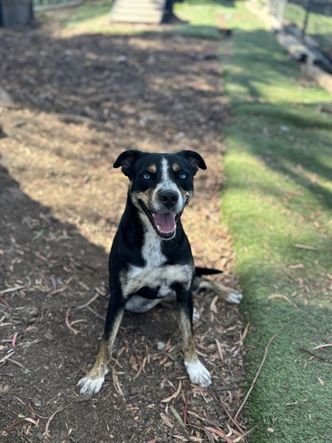 picture of the dog needing adoption
