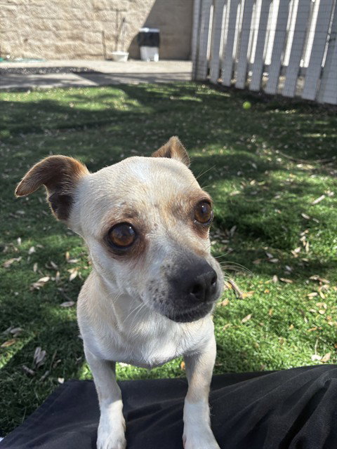 picture of the dog needing adoption